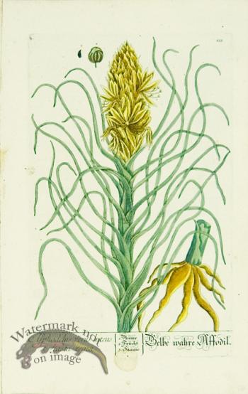 Blackwell German 023